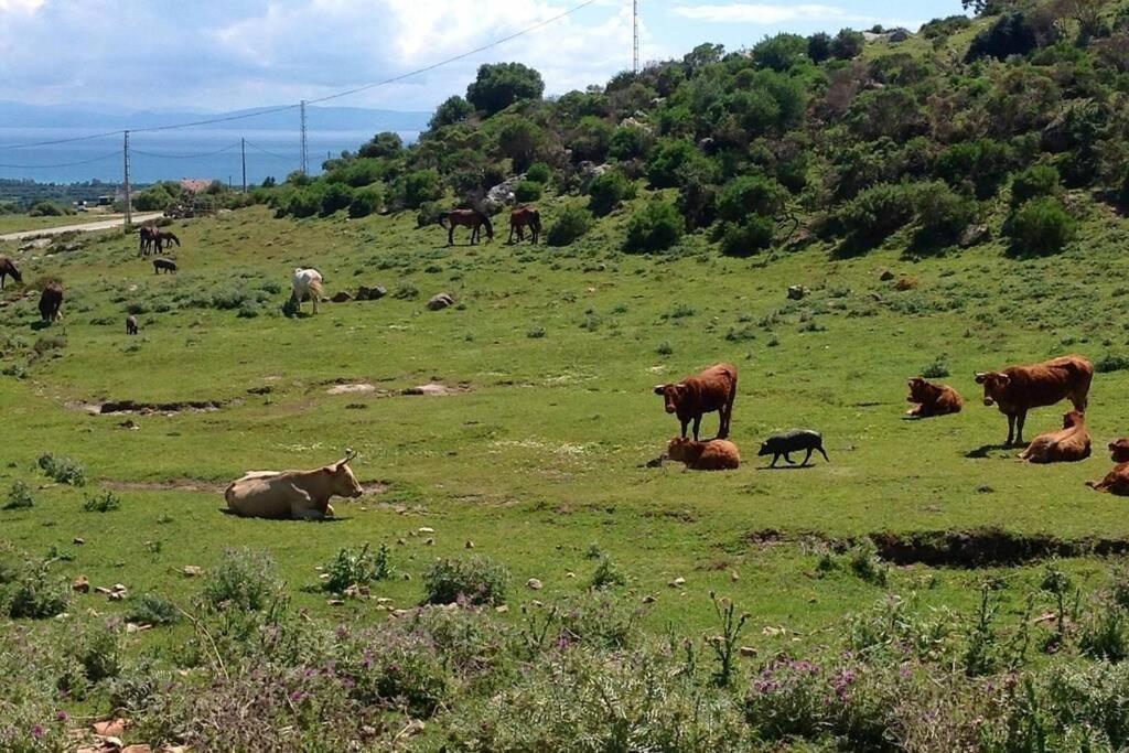 Natural Dream Blue Wifi Appartement Tarifa